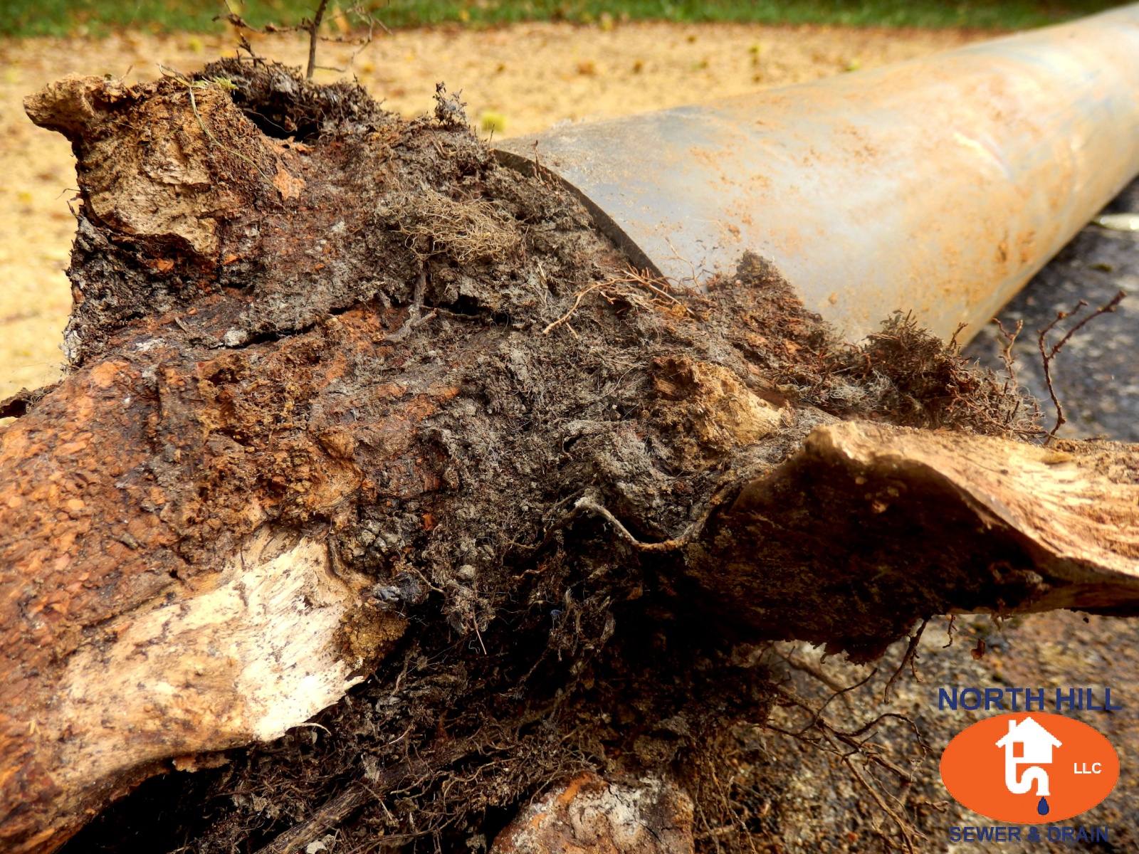 Can Hydro Jetting Remove Tree Roots?